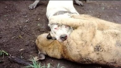 Photo of Аргентинский Дог Встретил Льва… Эпичная Битва! Кто Победит?