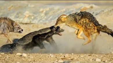 Photo of Стая Койотов Окружила МЕДОЕДА. Вот Что Было Дальше…