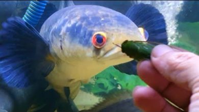 Photo of Feeding Yellow Emperor Snakehead (channa marulioides)