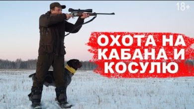 Photo of Загонная охота на кабана и косулю