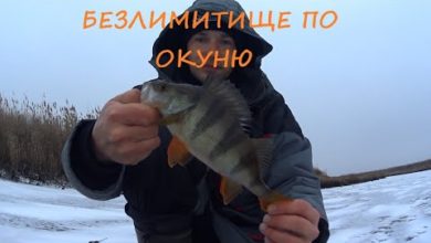 Photo of Первый лед. Безлимит по окуню или безмотылка рулит!!!