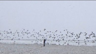 Photo of ШОК НА ОХОТЕ!!! ПОДОШЕЛ К 1000 УТОК. Охота на зайца. Охота на утку.