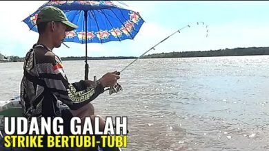 Photo of Mancing Udang Galah | Pesta Strike