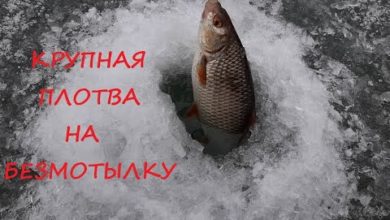 Photo of ТАКУЮ КРУПНУЮ ПЛОТВУ на безмотылку я ещё не ловил!!!