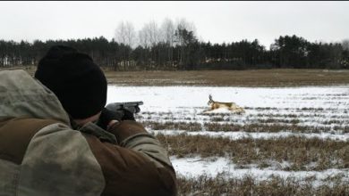 Photo of ОХОТА НА ЗАЙЦА ЗИМОЙ. КОСУЛИ, ЗАЙЦЫ, ЛОСИ И КУРОПАТКИ. Снежок и морозец.