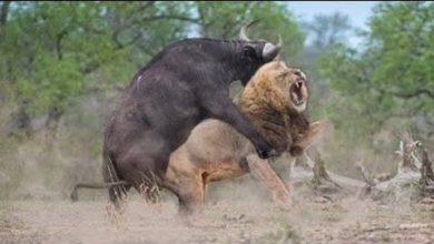 Photo of Лев Получил По Заслугам! Царь Зверей Унижен На Глазах у Всей Саванны!