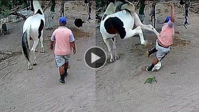 Photo of Это Нужно Видеть! Подборка Невероятных Моментов с Животными