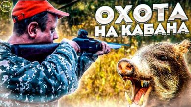 Photo of Охота на медведя и кабана. Добор огромного секача с лайками. Пристрелить или Понять?