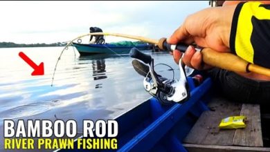 Photo of Mancing Udang Galah | Joran Bambu Part 3
