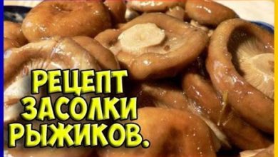 Photo of Рецепт засолки рыжиков.