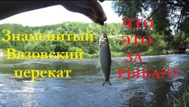 Photo of Вязовский перекат. Краснопёрый на ультралайт