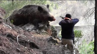 Photo of Необычные Случаи на Охоте, Снятые на Камеру.