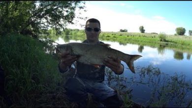 Photo of Крупный жерех и много, много щуки. Вечерний джиг на реке.
