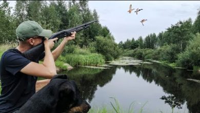 Photo of Классическая ОХОТА НА УТКУ С ПОДХОДА по канавам и старикам.