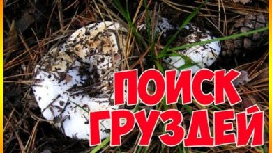 Photo of Грибы. Поиск груздей.