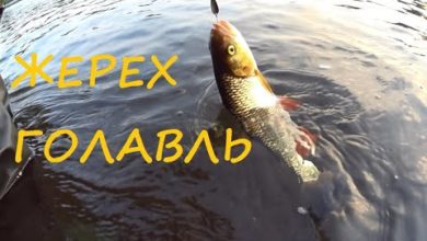 Photo of ГОЛАВЛЬ и ЖЕРЕХ в июльский зной!!! Рыбалка на спиннинг.