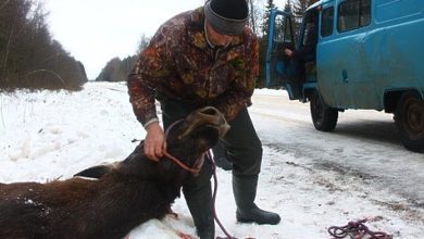 Photo of Сбитого в Московской области лося спасти не удалось
