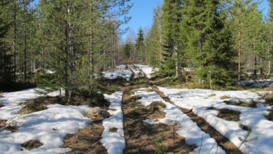 Photo of Охота на медведя в Карелии