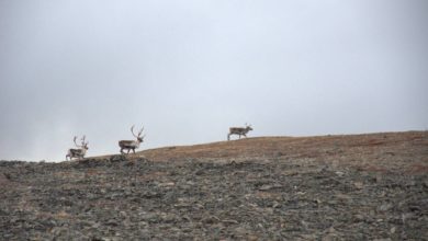 Photo of Дикий северный олень как объект выстрела