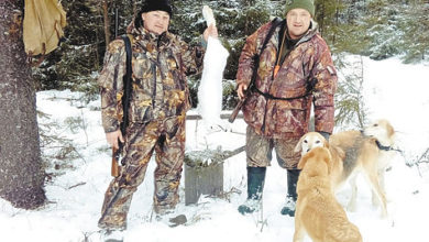 Photo of Русская гончая — национальное достояние