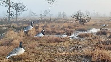 Photo of Карельский амулет