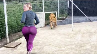 Photo of Самые Неожиданные Случаи, Снятые на Камеру