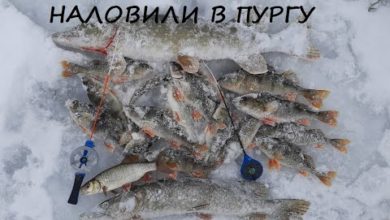 Photo of Выход окуня в пургу!!! Безмотылка на окуневой яме!!!