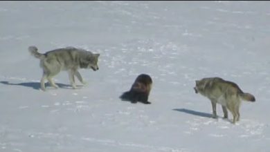 Photo of Стая ВОЛКОВ Окружила РОСОМАХУ. Вот Что Было Дальше…