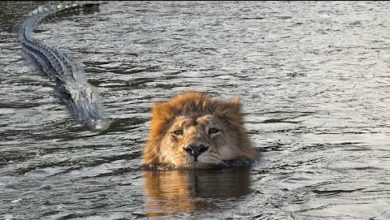 Photo of ЛЕВ Не Заметил КРОКОДИЛА. Вот Что Было Дальше…