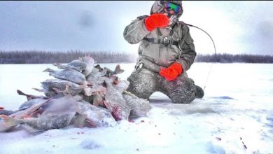 Photo of ЭТО БЕЗУМИЕ! ОКУНИ-КОНИ НА КАЖДОМ ЗАБРОСЕ! МОРОЗ, МЕТЕЛЬ, СЛОМАЛИСЬ В ТАЙГЕ И…! Зимняя рыбалка.