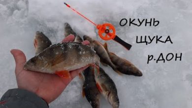 Photo of Награда за упорство. Безмотылка и жерлицы на реке Дон