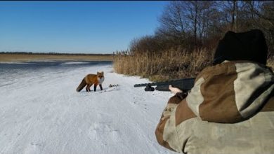 Photo of ТАКОЕ БЫВАЕТ РАЗ В ЖИЗНИ! Чем закончилась охота на зайца для рыжих лисиц?..