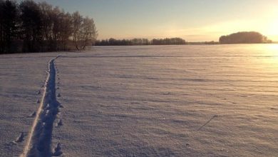 Photo of Считать животных теперь будем по-новому
