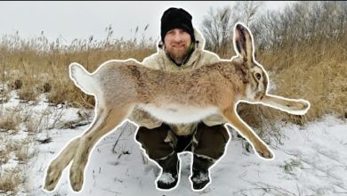 Photo of ДОБЫТ ОГРОМНЫЙ ЗАЯЦ. Охота на зайца 2022