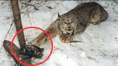 Photo of Она Напугана! Рысь Попала в Капкан. Вот Что Было Дальше…