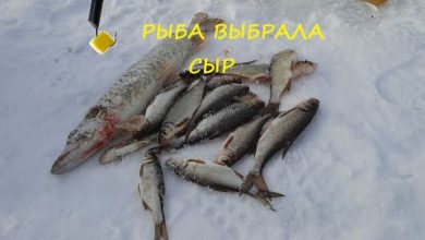 Photo of СЫРНЫЙ КУБИК в разгар ГЛУХОЗИМЬЯ!!! Рыбалка на реке Дон.