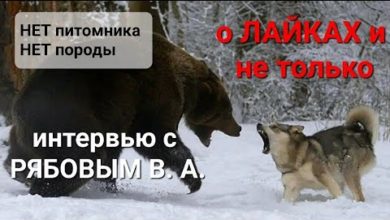 Photo of О ЛАЙКАХ И НЕ ТОЛЬКО ИНТЕРВЬЮ С РЯБОВЫМ В А