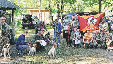 Photo of Самая маленькая легавая — бретонский эпаньоль