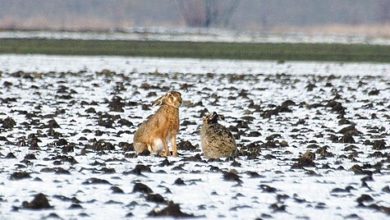 Photo of За двумя зайцами…