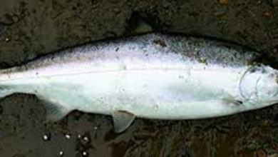 Photo of «Рыба и браконьеры»