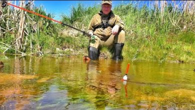 Photo of РУЧЕЙ ПО КОЛЕНО КИПИТ РЫБОЙ!!! САЗАН, КАРАСЬ, ЩУКА ХОДЯТ ПОД НОГАМИ!!! Рыбалка на поплавок.