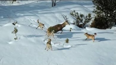 Photo of Стая Волков Окружила Оленя. Вот что было дальше…