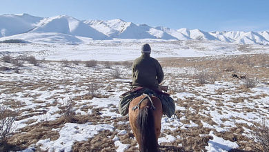 Photo of Горный сухостой