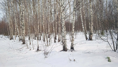 Photo of Весна без охоты или снова о сроках весенней охоты