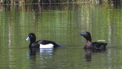 Photo of Подводя итоги весенней охоты
