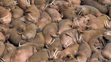 Photo of Чукчи и моржи