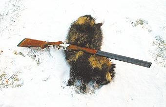 Photo of Хитрости енотовидной собаки