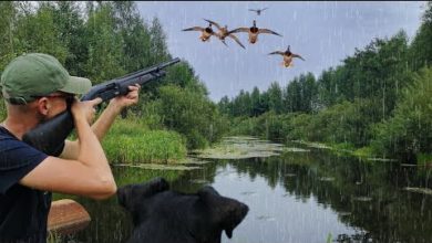 Photo of ОХОТА НА УТКУ ПОД ДОЖДЕМ С ПОДХОДА. Видео с архива 21.08.2021