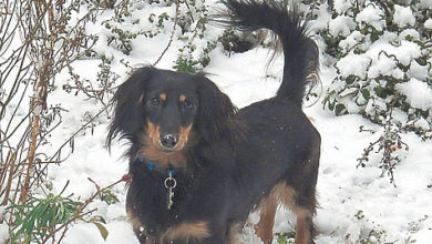 Photo of Злоключения таксы