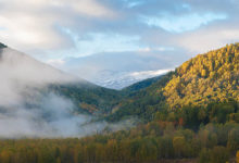 Photo of Трусливый фокс
